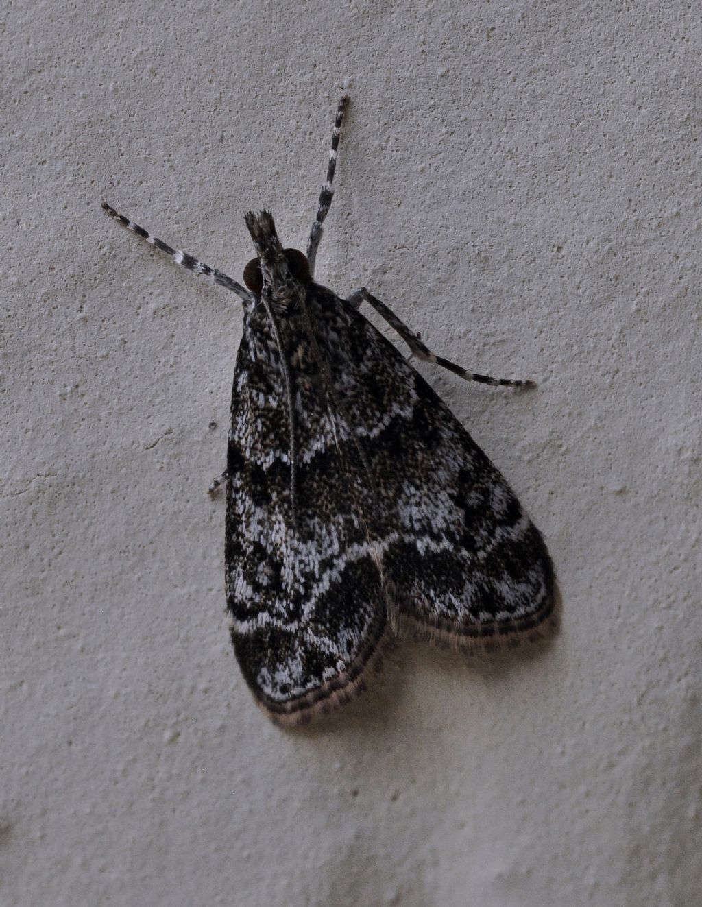 da identificare - Eudonia mercurella, Crambidae